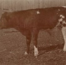 Omc1985.008.035 Image 600dpi